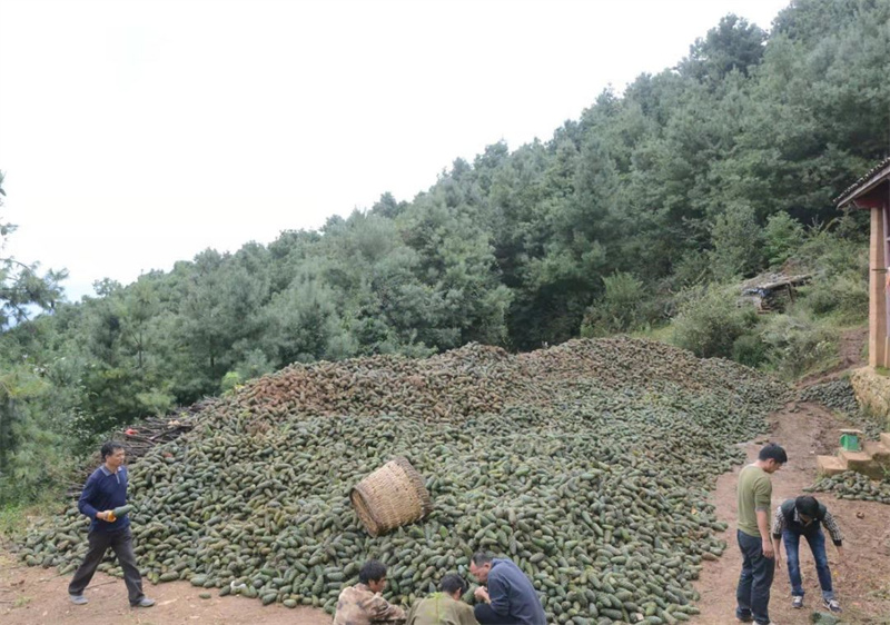 會(huì)東松籽2